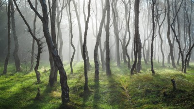 جنگل-منظره-طبیعت